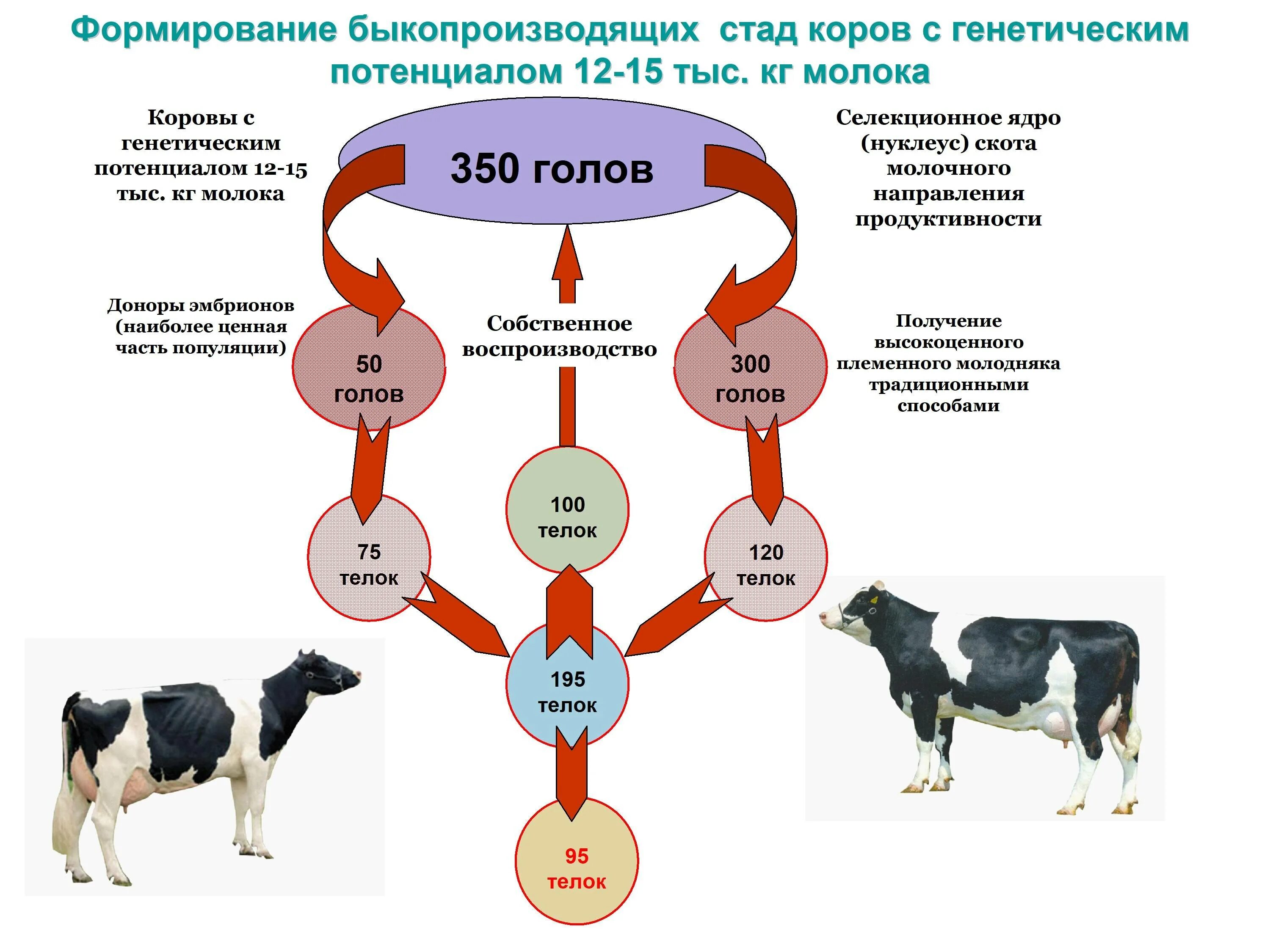 Схема разведения крупного рогатого скота. Схема молочного цикла коровы. Схемы воспроизводства коров. Схема выращивания коровы..