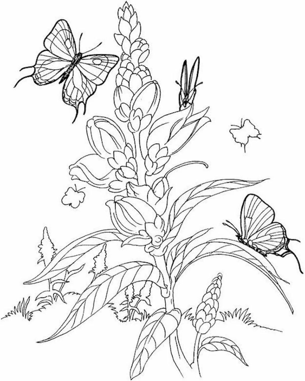 Раскраска. Стилизованная растительность. Мать и мачеха разукрашка. Лекарственные растения раскраска для детей. Раскраски с растениями и цветами.