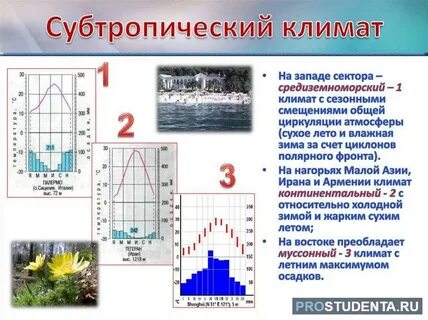 Субтропические характеристика