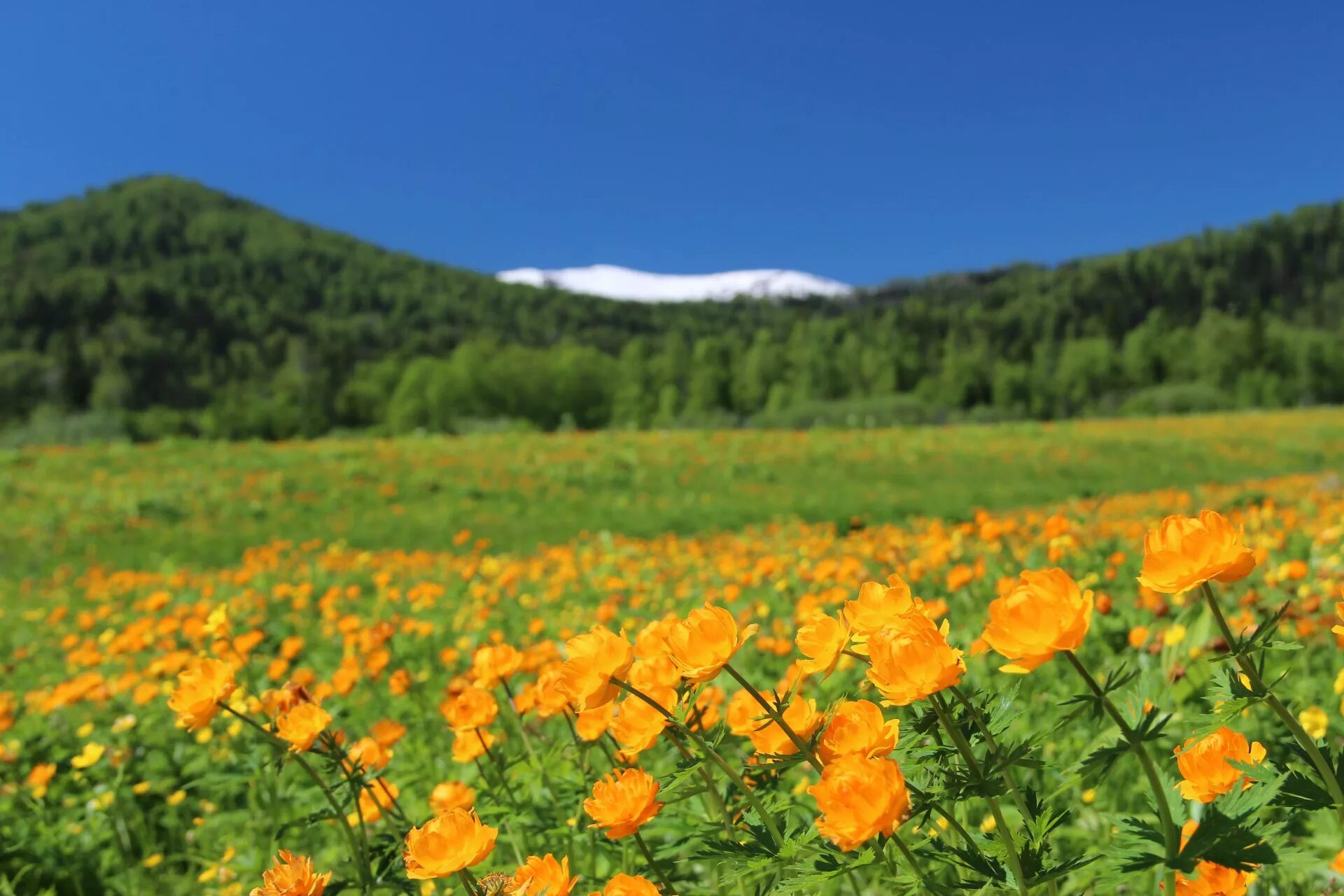 купальница сибирская. сибирская купальница жарки. купальница хакасия. горная шория цветы. жарки хакасия.