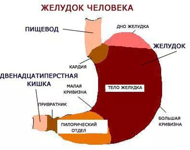 Части органа желудка. Строение желудка анатомия схема. Схема строения желудка в разрезе. Антральный отдел желудка анатомия человека. Внешнее строение желудка.