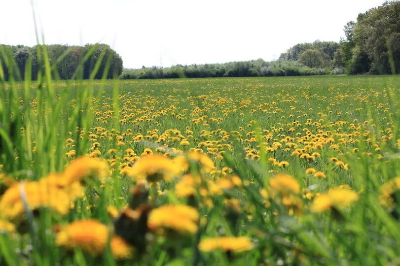 На лугу можно увидеть. Луг. Поля Луга. Луг картинка. Июльские поля и Луга.