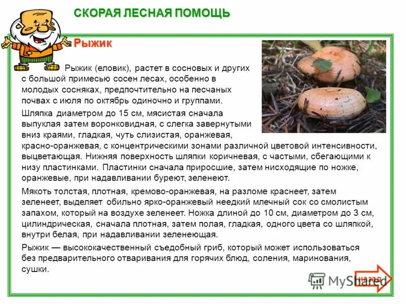 рыжики грибы фото и описание. рыжик текст. грибы рыжики информация. описание гриба рыжик 3 класс. рыжик текст.