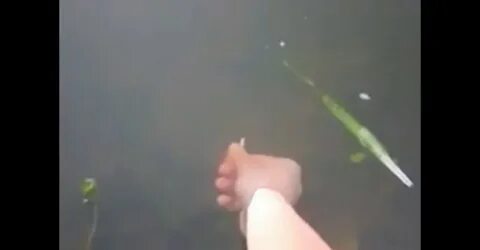 Видео ловить рыбки
