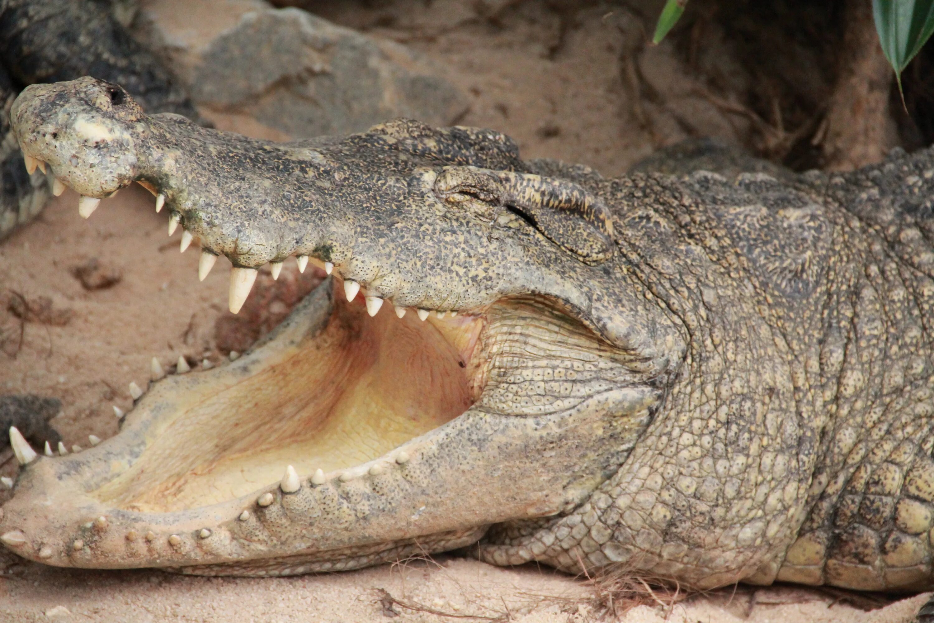 Крокодилы открывают рот. Крокодил с открытой пастью. Крокодил с раскрытой пастью. Крокодил с открытым ртом.