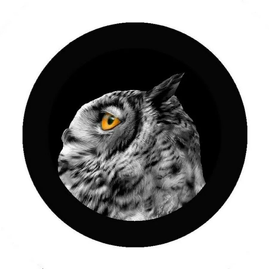 Три сыча. Сычи (можайское ). Ring of pain сыч. Сыч вектор. Сыч игры.