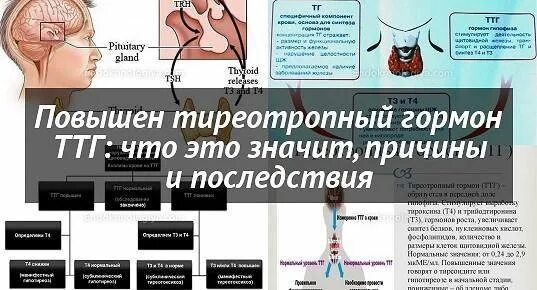 Повышенный тиреотропный гормон. Повышение ТТГ симптомы. Повышены гормоны ТТГ симптомы. ТТГ повышен у женщин симптомы. Симптомы при повышенном ТТГ.