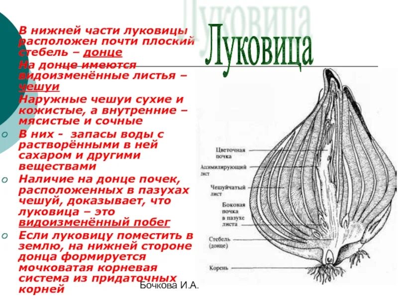 Сухие чешуйчатые листья. Донце – видоизмененный стебель луковицы?. Строение побега луковицы. Внутреннее строение луковицы.