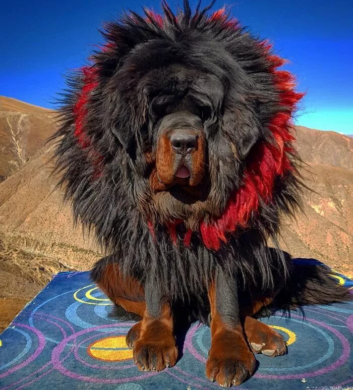 Сколько стоят большие собаки. Тибетский мастиф. Собака тибетский мастиф. Собаки породы тибетский мастиф. Тибетский мастиф пушистый.