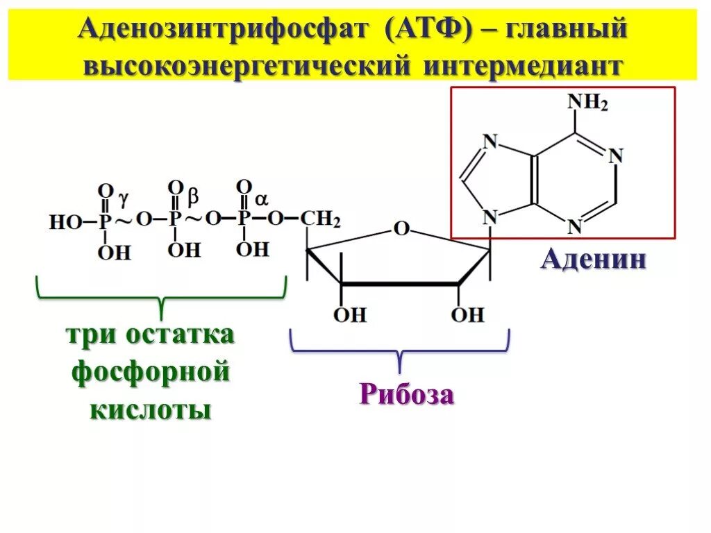 Атф структурная. Формула фосфорной кислоты в АТФ. Остаток фосфорной кислоты АТФ. Аденозин 3 фосфорная кислота. Аденин рибоза три остатка фосфорной кислоты это.