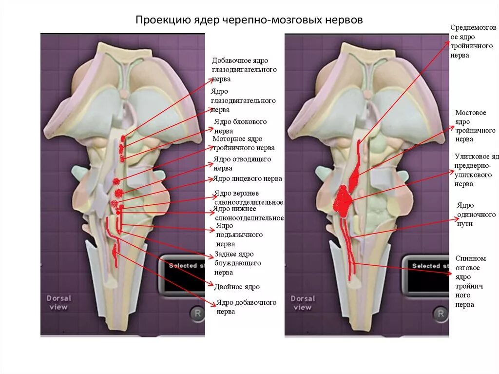 Проекция ядер черепных нервов. Проекция ядер блокового нерва. проекция ядер черепно мозговых нервов. ядро тройничного нерва нижнее слюноотделительное. проекция ядер тройничного нерва.