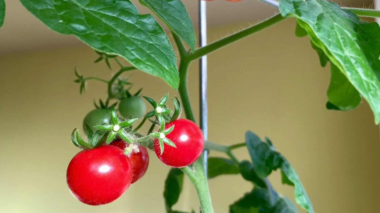Tomato grow