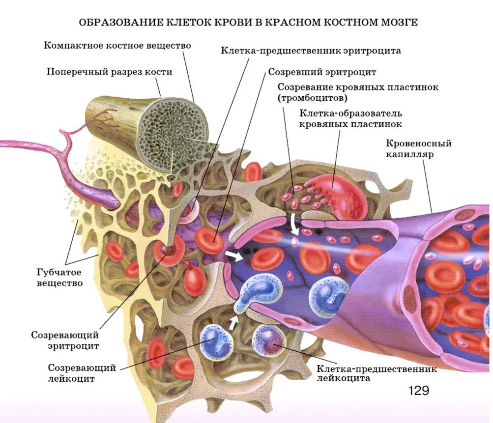 Схема кровоснабжения красного костного мозга. Схема строения красного костного мозга. Красный костный мозг строение. Строение красного костного мозга анатомия. Кровообращение костей