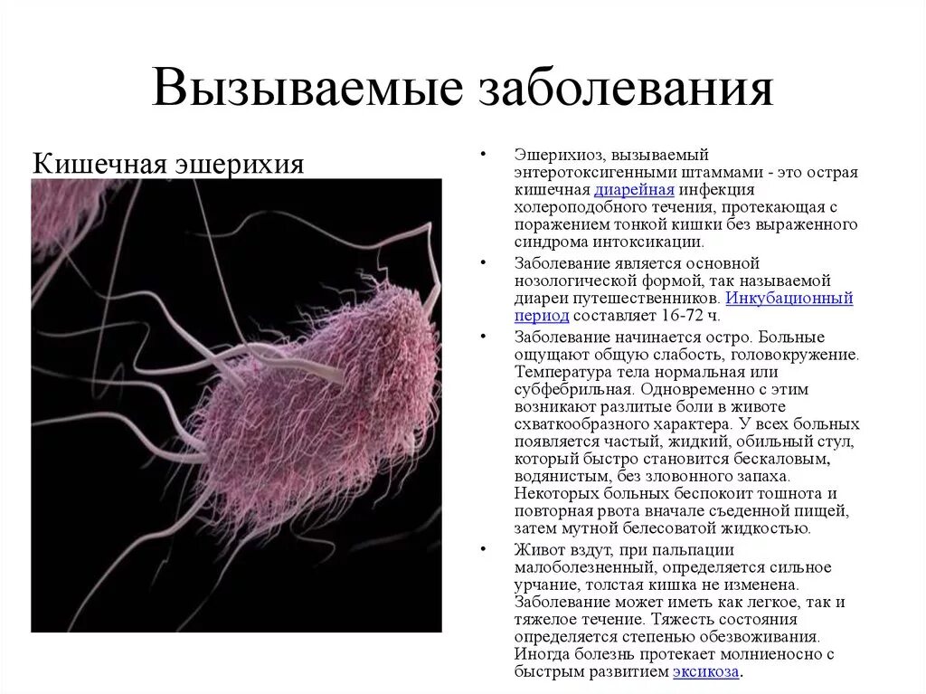 Заболевание вызванное рядом. Коли инфекция эшерихиоз. Эшерихии вызывают заболевания. Коли инфекция эшерихиоз возбудитель. Заболевания патогенный эшерихий.