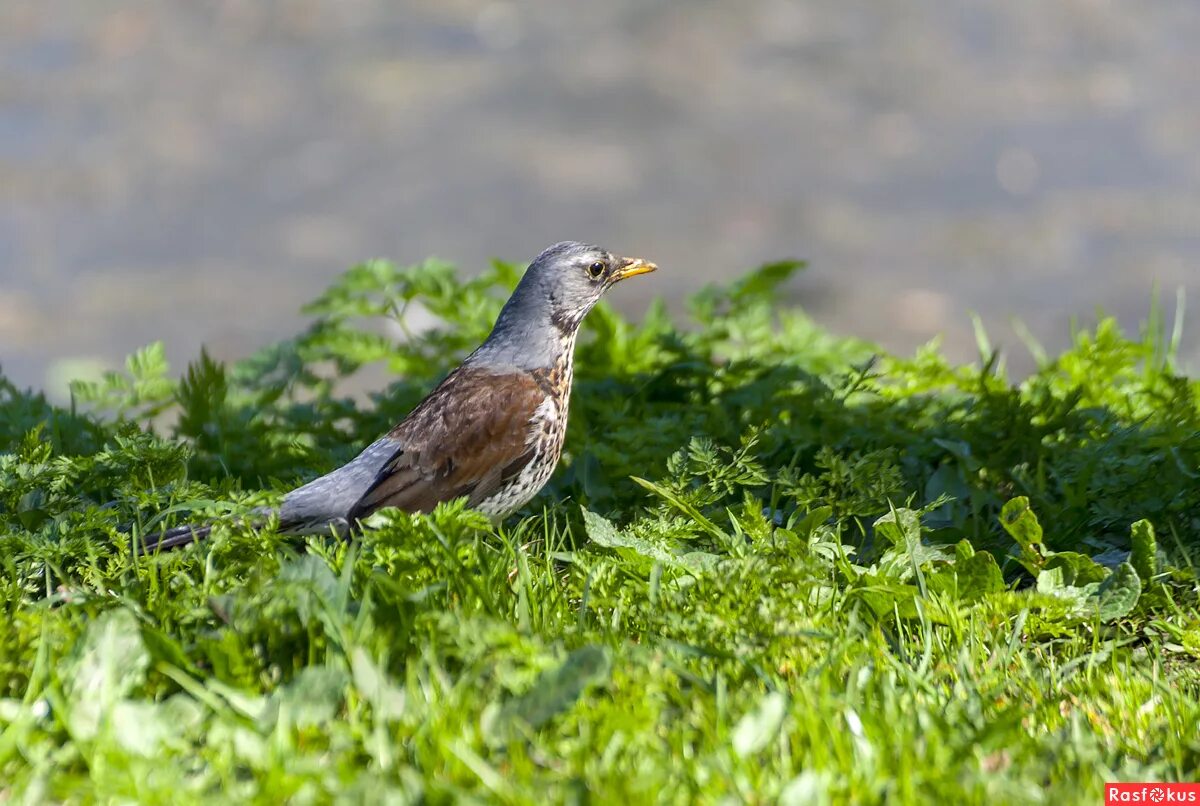 рябинник птенец слеток. 6 дрозд рябинник. дрозды в солигорске. слеток дрозда рябинника. дрозды в солигорске.