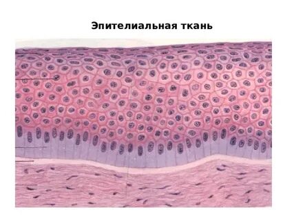 Эпителиальная ткань количество клеток