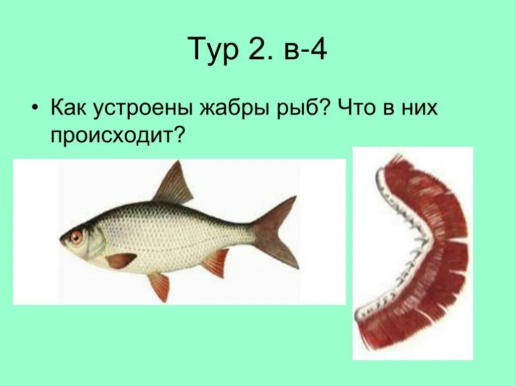 Как устроена рыба
