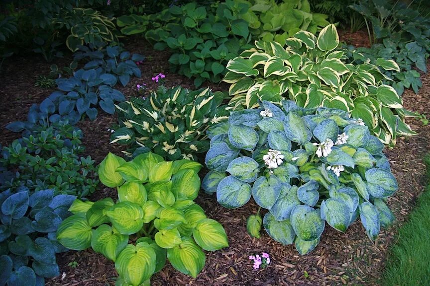 Высадка хосты. Хоста прямолистная (Нosta rectifolia). Посадка хосты. Хоста на Урале. Хоста для тенистых мест сорта.