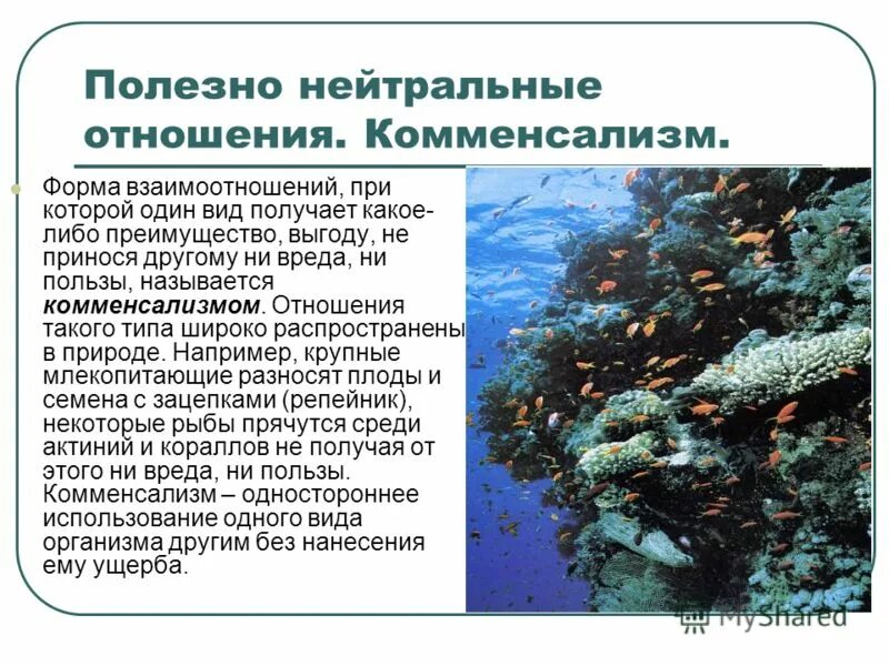 Характеристики для свот анализа предприятия. Выберите несколько предполагаемых преимуществ которые получают кораллы. Выберите несколько предполагаемых преимуществ которые получают кораллы. Бизнес стратегия. Возмещаемая стоимость актива это.