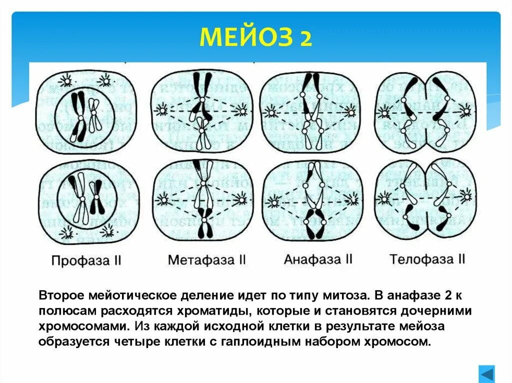 Анафаза мейоза 2. Второе мейотическое деление. Хроматиды расходятся к полюсам клетки. Xromatidi rasxodyatsya k polyusam kletki. Мейотическое деление клеток зона