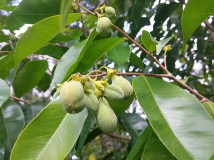 Butyrospermum parkii fruit oil