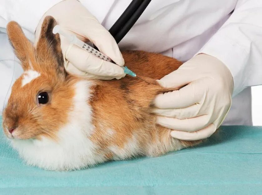Колем кролика. Миксоматоз у кроликов вакцина. Миксоматоз кроликов вакцинация.