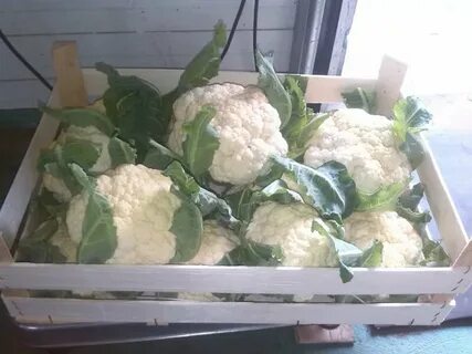 Заморозить пекинскую капусту на зиму
