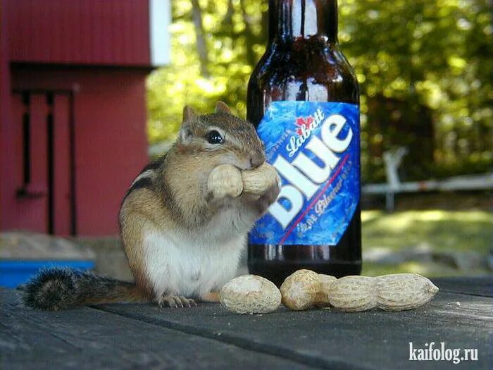 Напитки белки. Соевый напиток. Высокобелковые напитки марки. Протеиновый коктейль. Protein2o 15g protein infused srawbery banan 500ml.