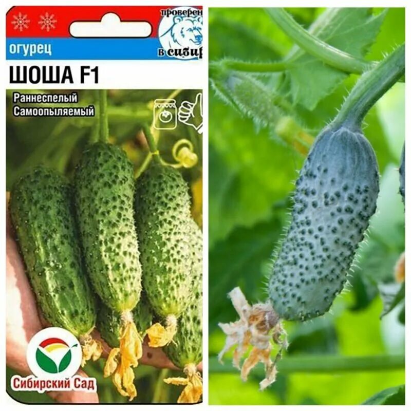 Сорт огурцов шоша. Партнер огурец шоша f1. Огурцы гоша и шоша. Сорт огурца шоша f1. Партнер огурец шоша f1.