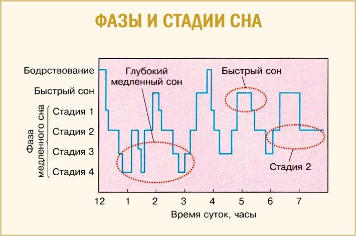 Из каких фаз состоит сон. Фазы сна. Фазы сна схема. Фазы быстрого и медленного сна. Фазы и циклы сна.