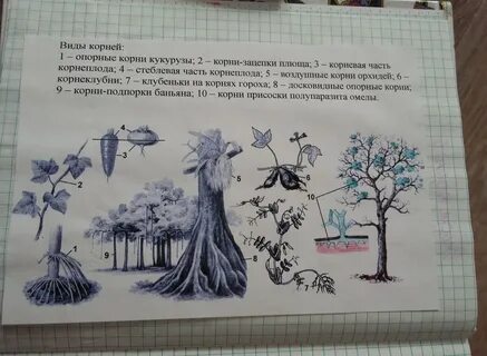 Афоризм корни