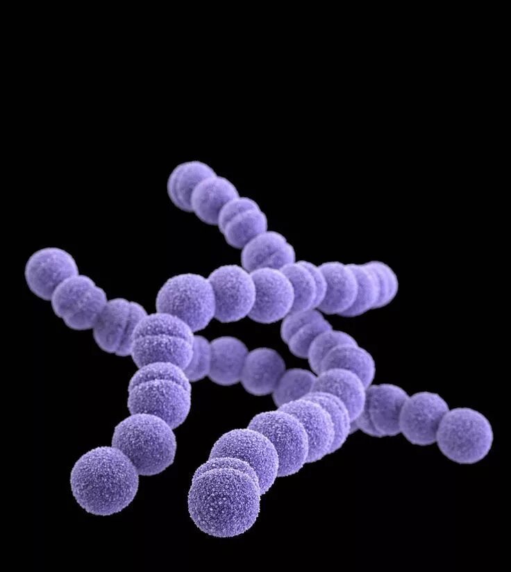 Streptococcus. Streptococcus