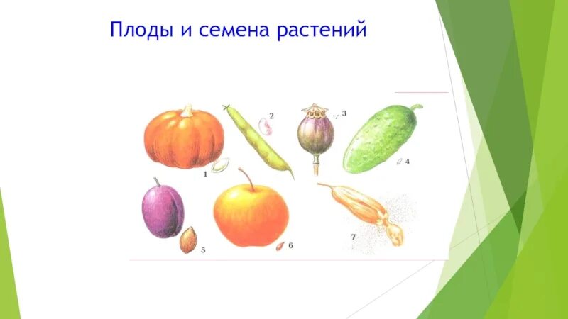 Рисунок семена растений. Плоды и семена растений. Семена и плоды растений для дошкольников. Плоды и семена задания для детей. Плод с семенами растения.