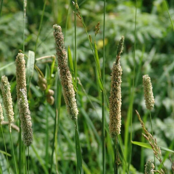 Alopecúrus praténsis Plants, Flowers, Dandelion