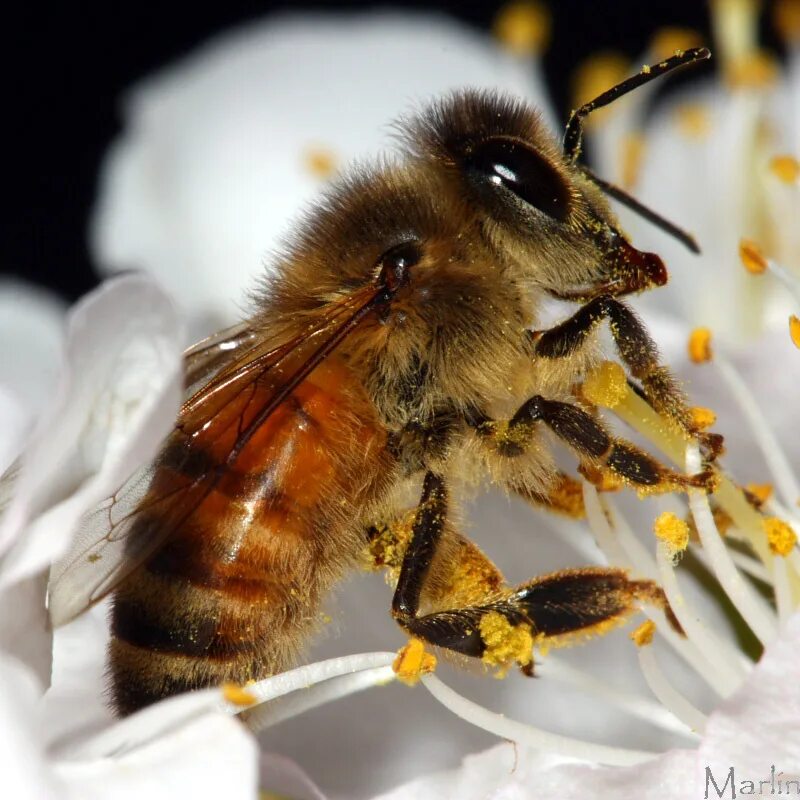 Апи пчела. АФРИКАНИЗИРОВАННАЯ АФРИКАНИЗИРОВАННАЯ пчела. Пчела APIS mellifera scutellata. АФРИКАНИЗИРОВАННАЯ медовая пчела.