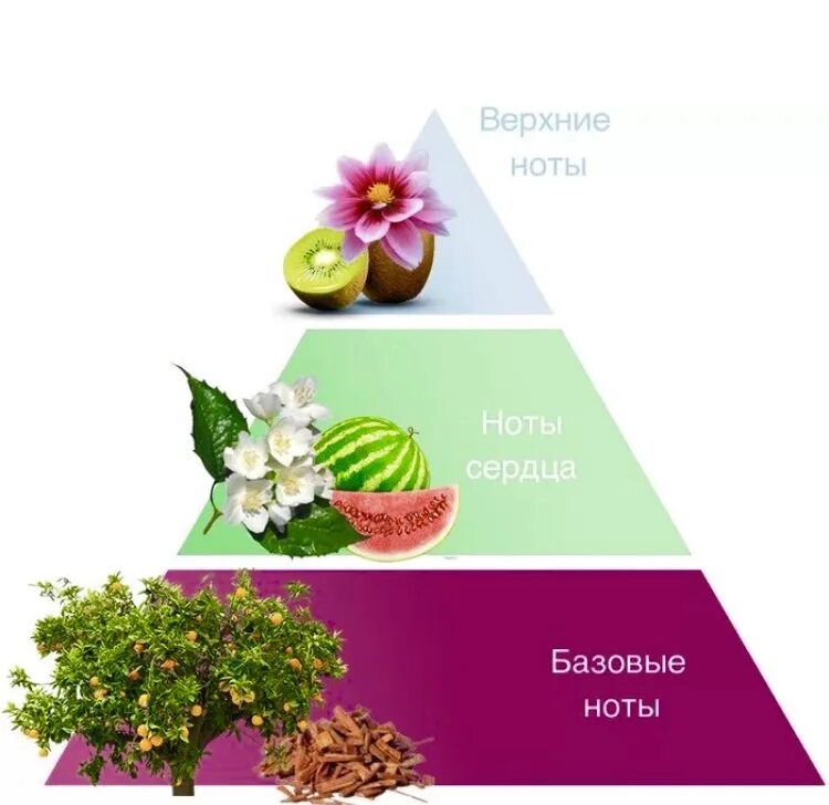 Пирамида туалетной воды. Пирамида аромата. Пирамида нот ароматов. Пирамида ароматов в парфюмерии. Верхние Ноты в парфюмерии.