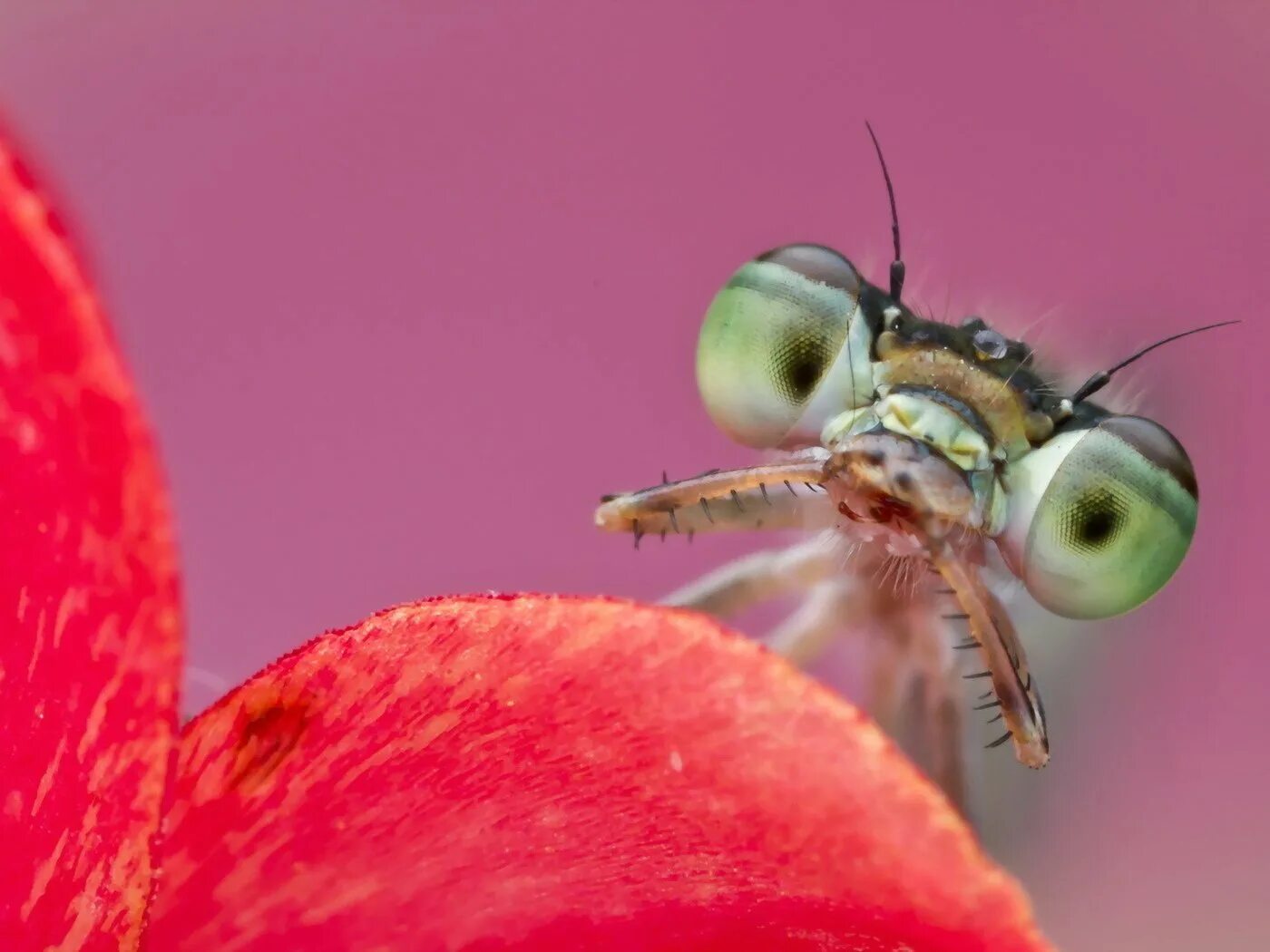 Красная мушка. Насекомые. Красивые насекомые. Макросъёмка. Макрофото насекомых.