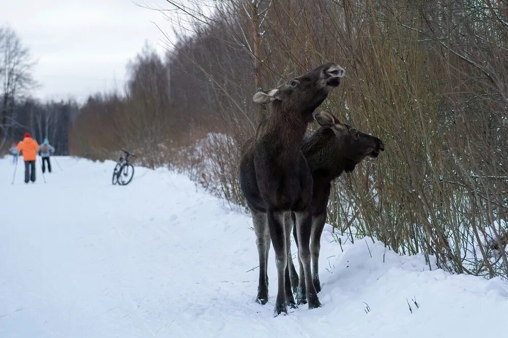 Встретили лося. Дикий лось рост. Лось с лосенком. Лось и человек. Лоси в лосином острове.