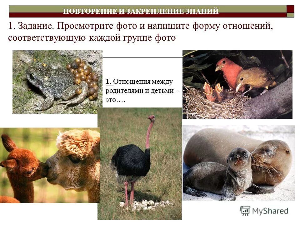 Какие взаимоотношения между животными. Взаимоотношения животных. взаимоотношения животных между собой. взаимоотношение между животными. взаимоотношения между животными примеры.