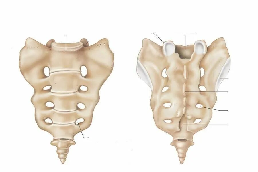 Строение крестцового позвонка. Крестцовые позвонки (vertebrae sacrales),. Крестец и копчик анатомия. Анатомия крестцово копчикового отдела.