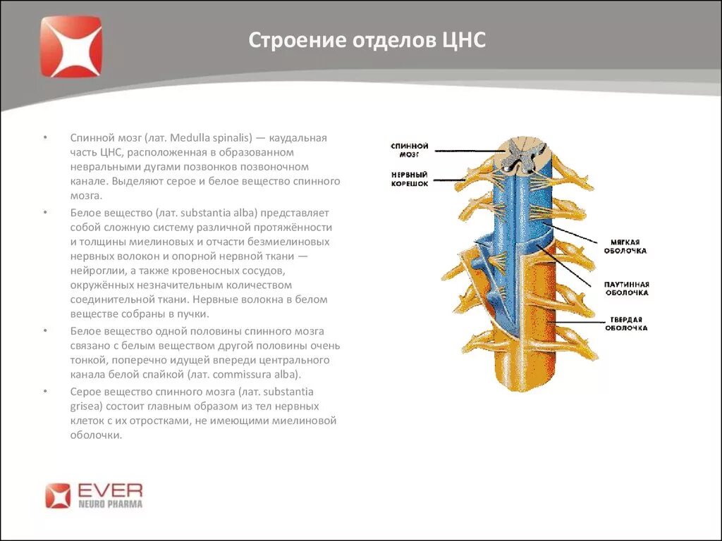 Строение спинного мозга отделы. Строение нервной системы спинной мозг. Строение нервной системы спинной мозг схема. Строение нервов спинного мозга. Является продолжением спинного мозга состоит