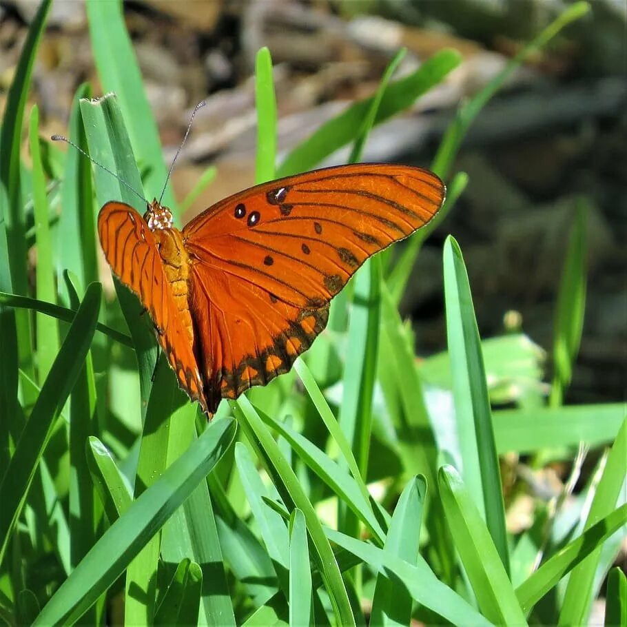 Бабочка черно оранжевая. Богонгская бабочка. Огневка бабочка оранжевая. Бабочка оранжевая bt399. Черно оранжевая бабочка.