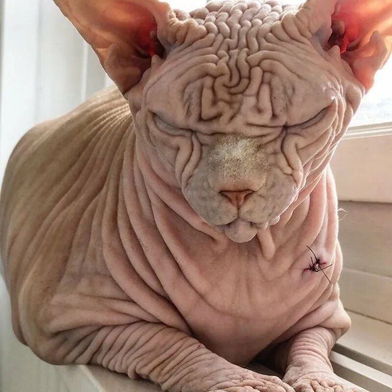 сфинкс со складками. самая страшная кошка в мире. канадский сфинкс кот. сфинкс кошка морщинистая. сфинксы опасные.