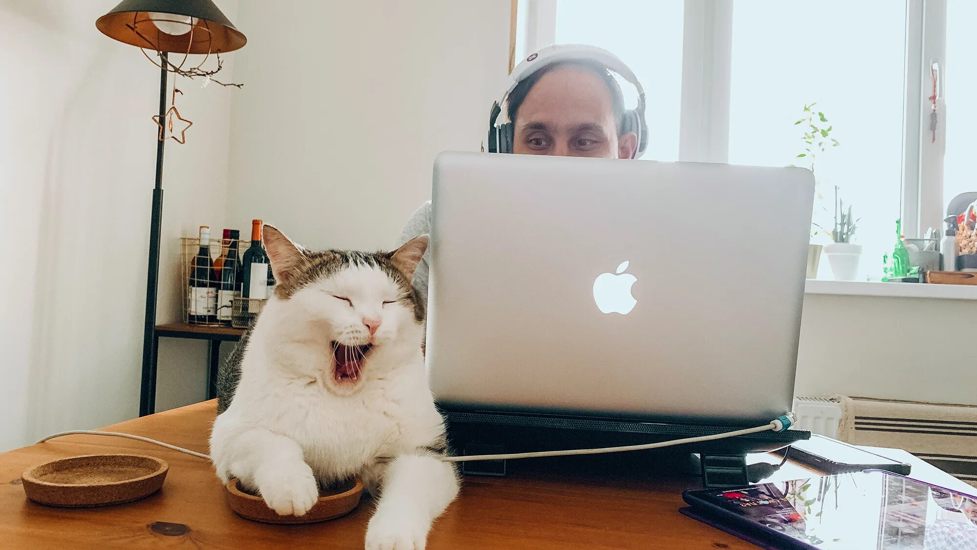 Кот на работе. Котик за компьютером. Кот фрилансер. Кот за ноутбуком.