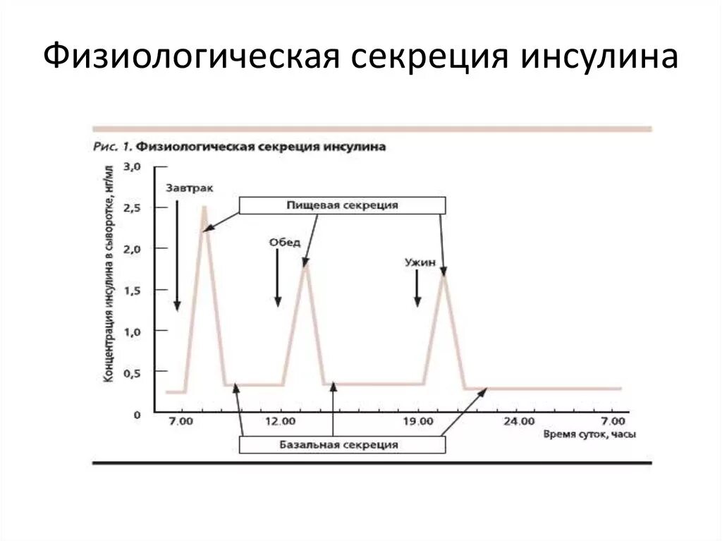 Схема суточной секреции инсулина. График выработки инсулина суточный. Суточный ритм выработки инсулина. Суточная выработка инсулина. Инсулин в течении дня