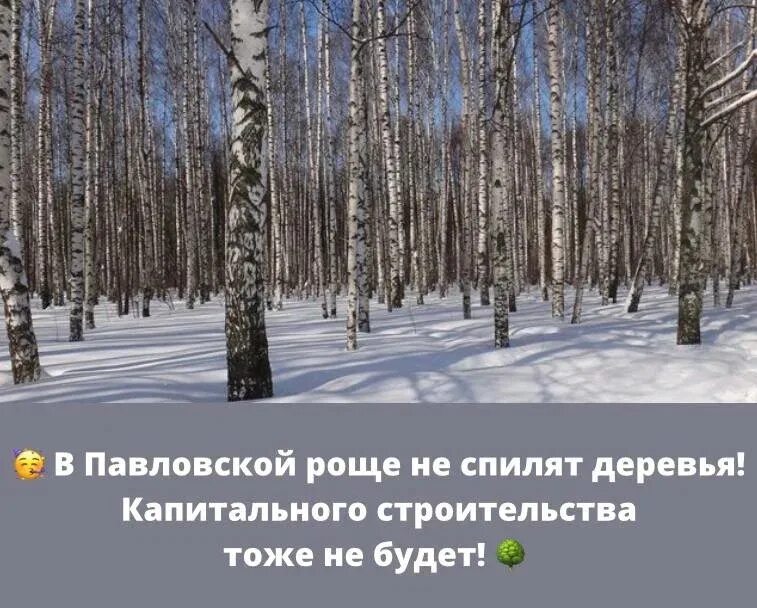 Березовая аллея экологическая тропа. Берёзовая роща парк новосибирск. Недавно расчищенная дорожка вывела нас. Дорожка вывела нас из липовой рощи. Снт липовая роща янычи.