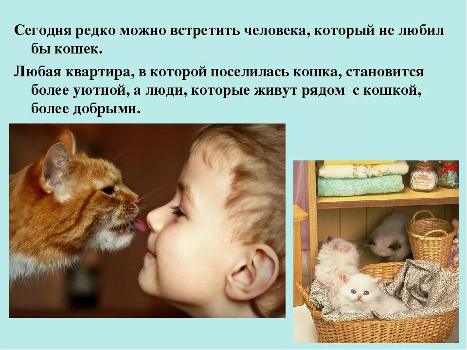 Кот не любит детей. Кошка любит человека. Люди которые любят кошек. Что любят кошки. Бойтесь людей которые не любят кошек.
