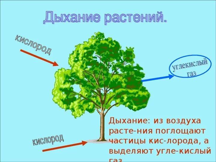 Схема дыхания растений 3 класс. Дыхание растений растений схема. Деревья дышат кислородом. Схема питания и дыхания растений.