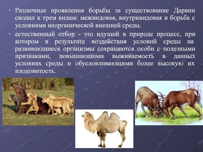 Борьба за существование предложение. Борьба за существование и естественный отбор дарвина. внутривидовая борьба дарвин. борьба за существование и естественный отбор внутривидовая. борьба за существование межвидовая борьба внутривидовая борьба.