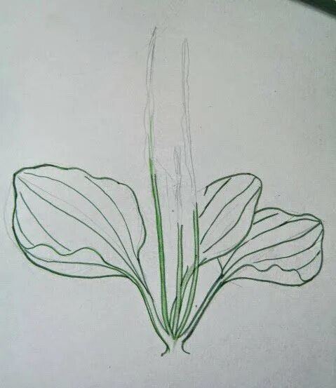 Поэтапное рисование подорожника. Подорожник раскраска для детей. Подорожник ланцетолистный. Нарисовать подорожник. Подорожник ланцетолистный рисунок.